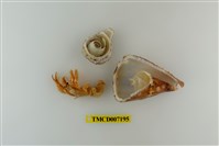 藏品(斑點真寄居蟹)的圖片